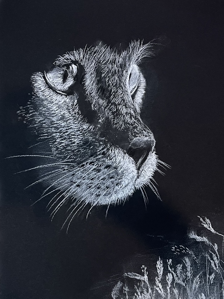 mačka - kresba bílou tužkou na černý papír