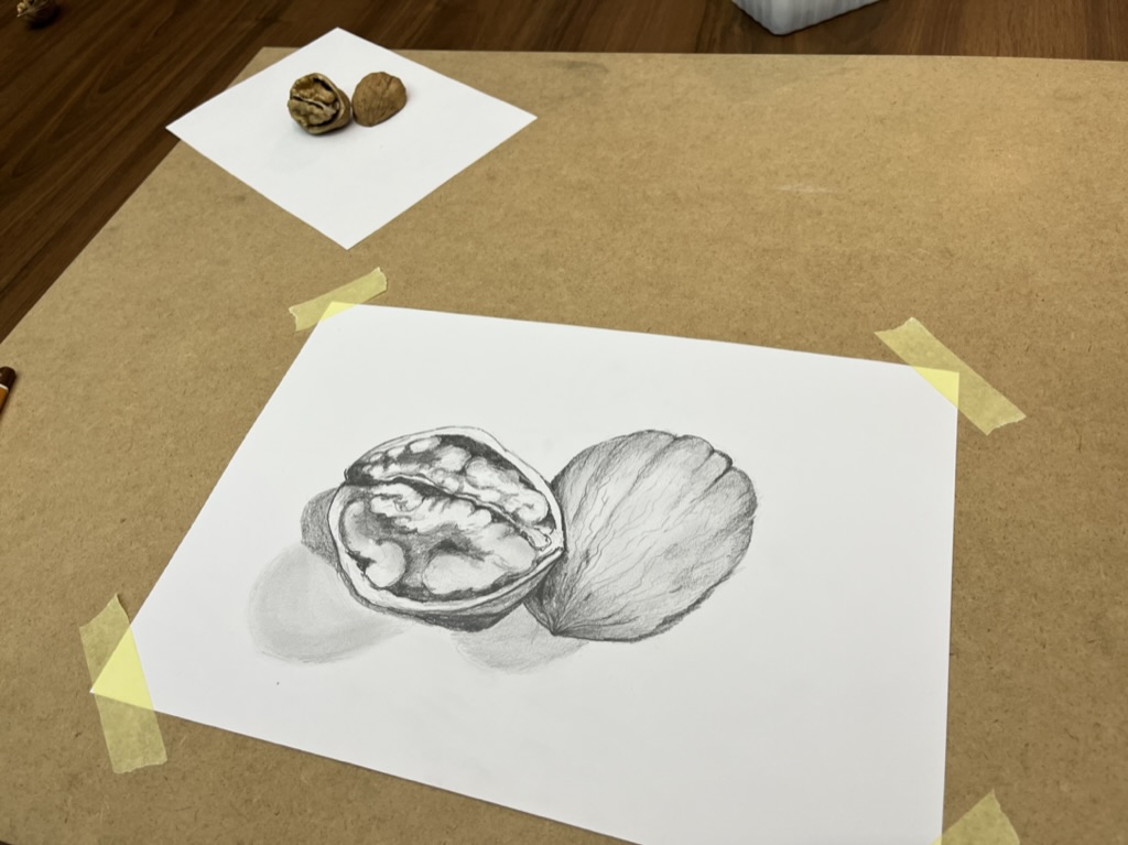 kresba tužkou - ořech